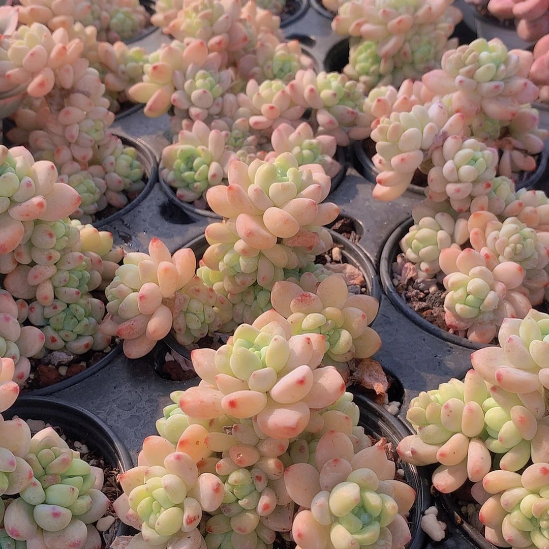 罗琦2颗23457889900000