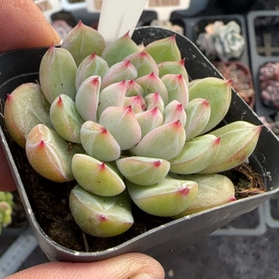 7雪花珍妮多肉植物多