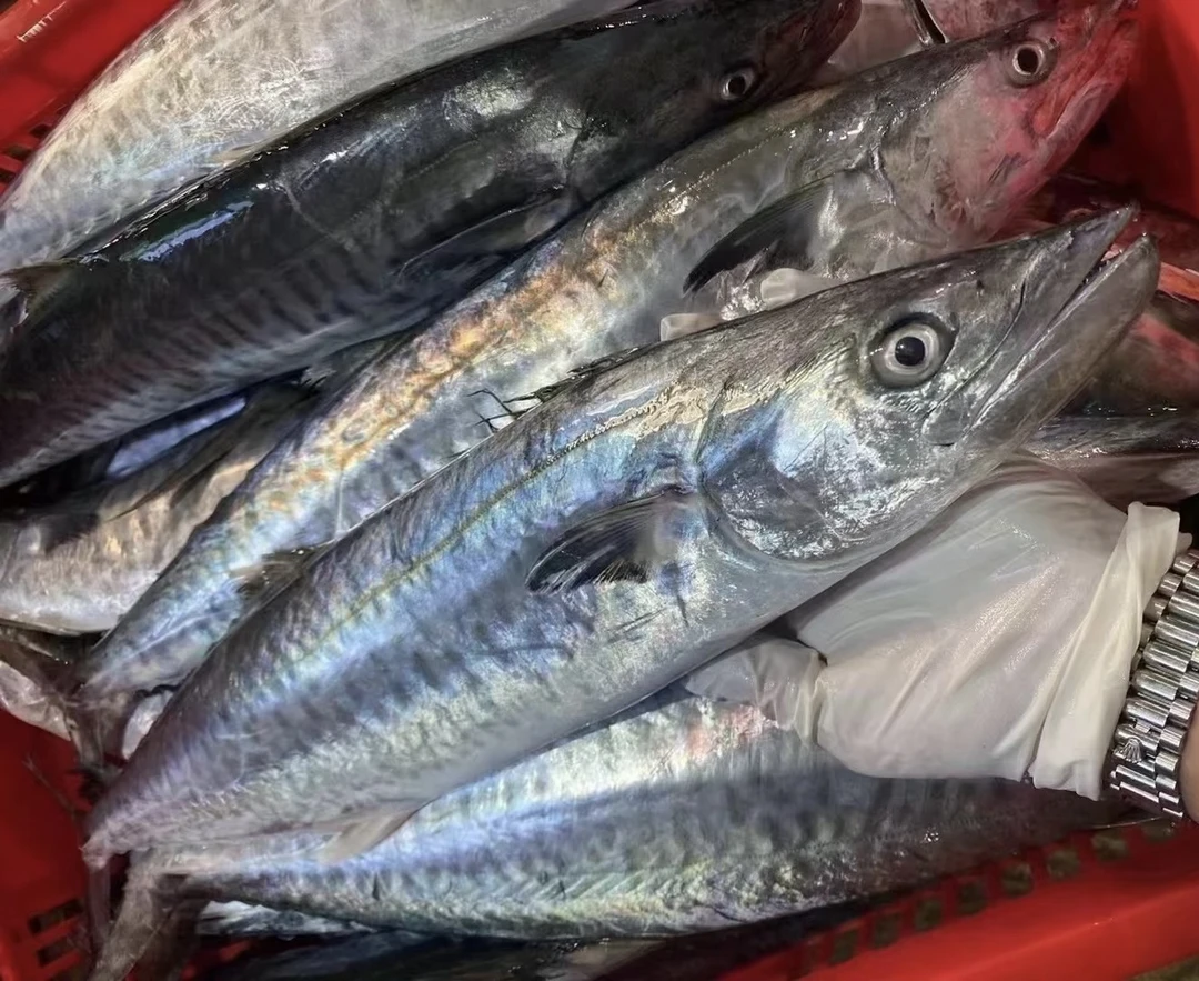 广东汕尾本港流网捕捞梗纹大马鲛 大筒鲛