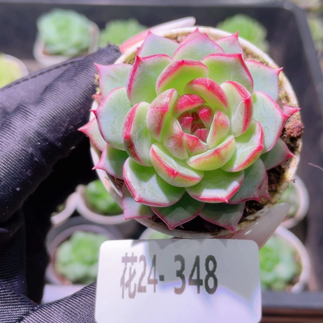 花利美24-348珍妮