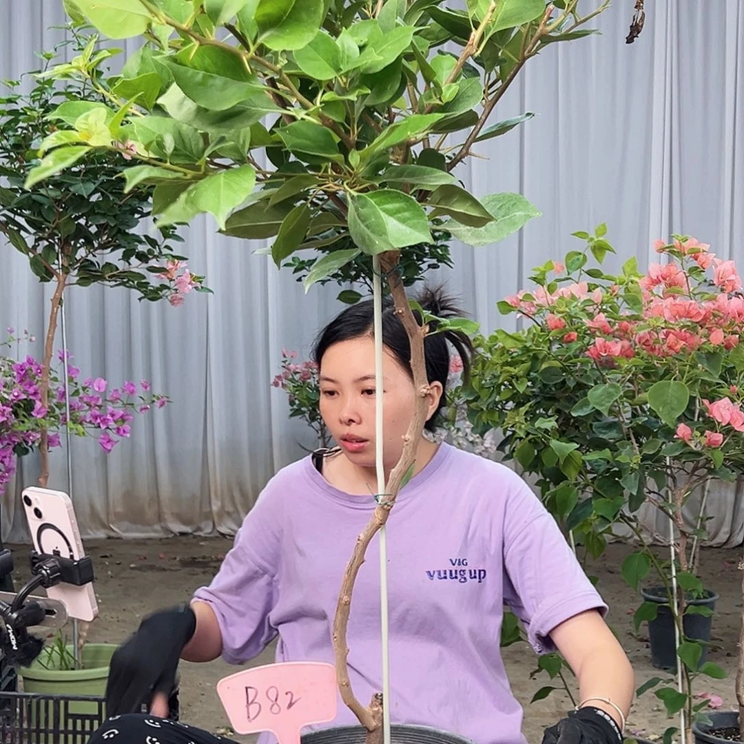忘***草完全开放B82变色龙