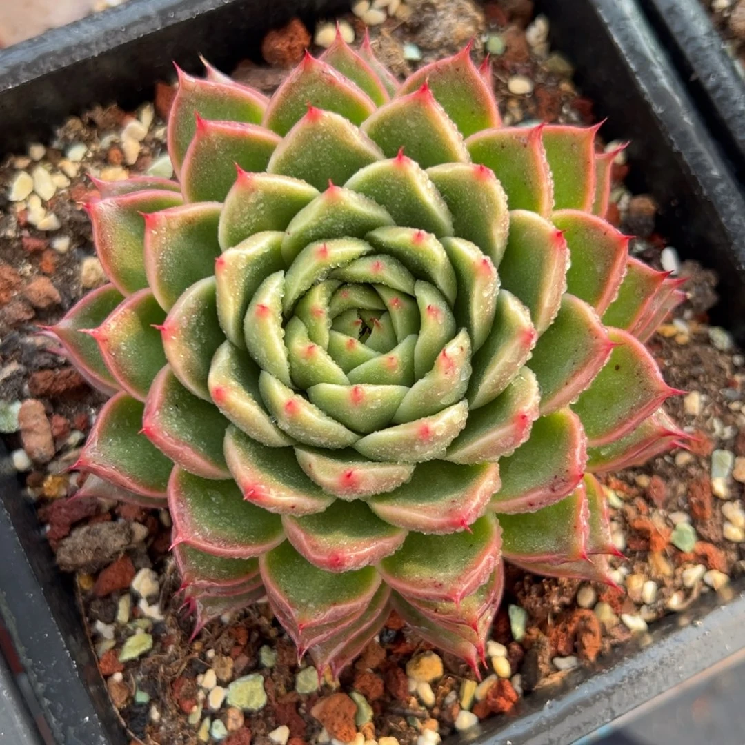 多肉植物一物一拍（84号）