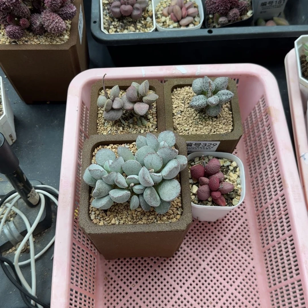 柒***7329棉花银霜蛋冰晶蛇皮糖果多肉植物