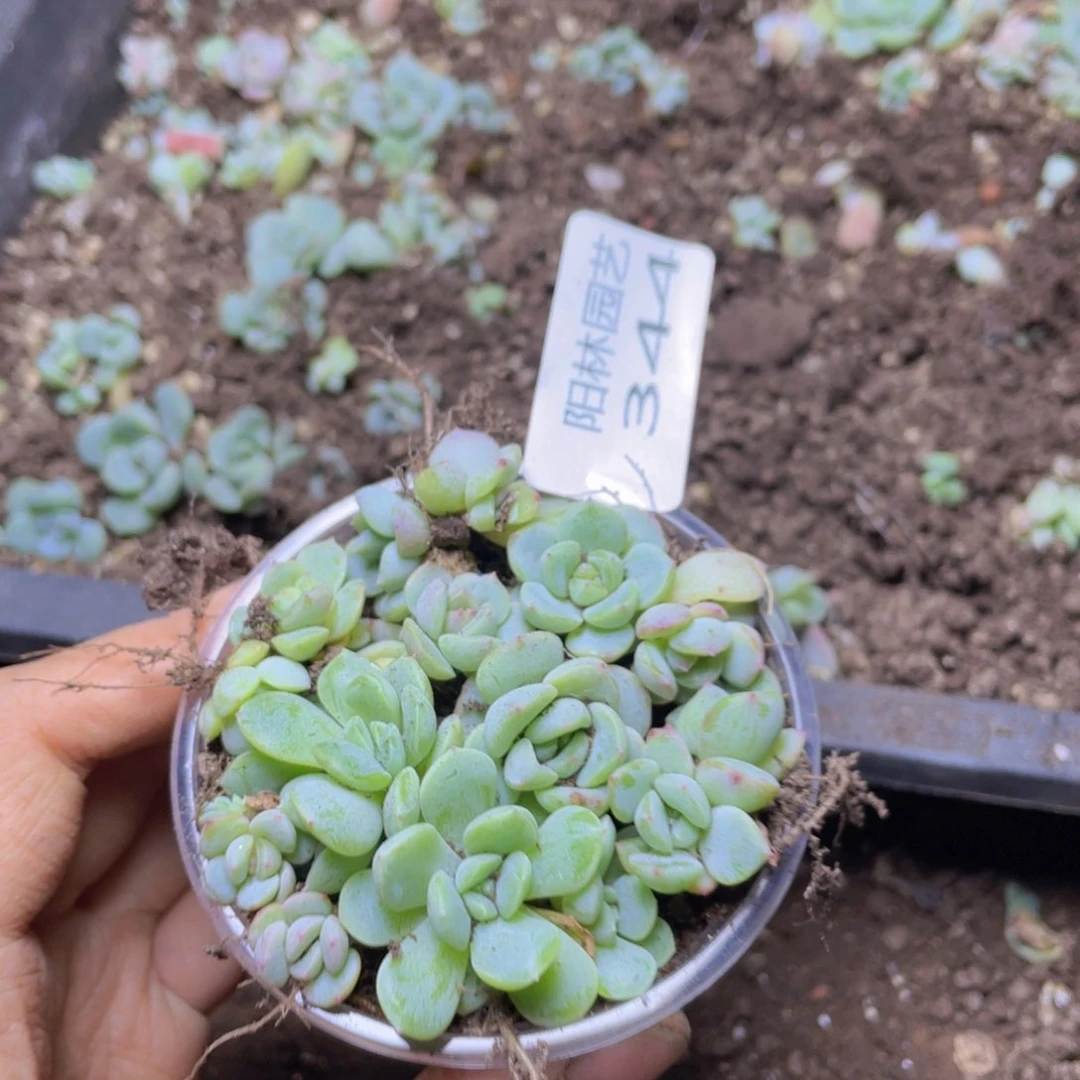 多肉植物多肉植物344