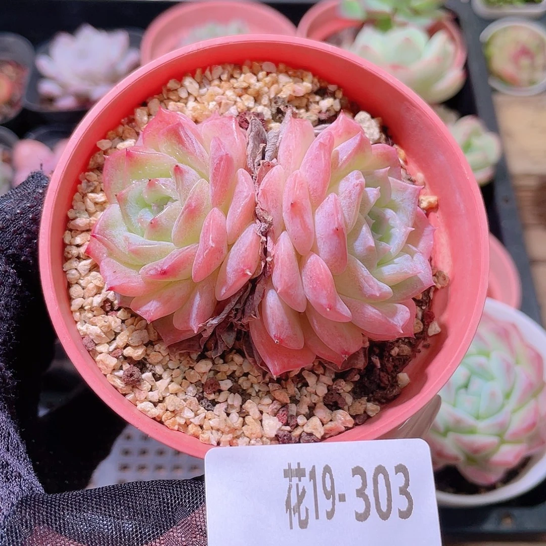 花利美19-303纯爱