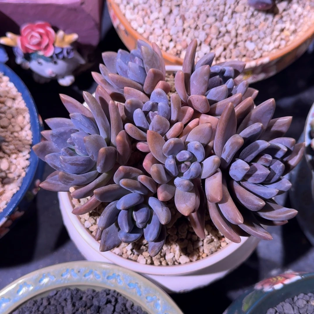 黑加仑 紫丽殿 群生 一物一拍