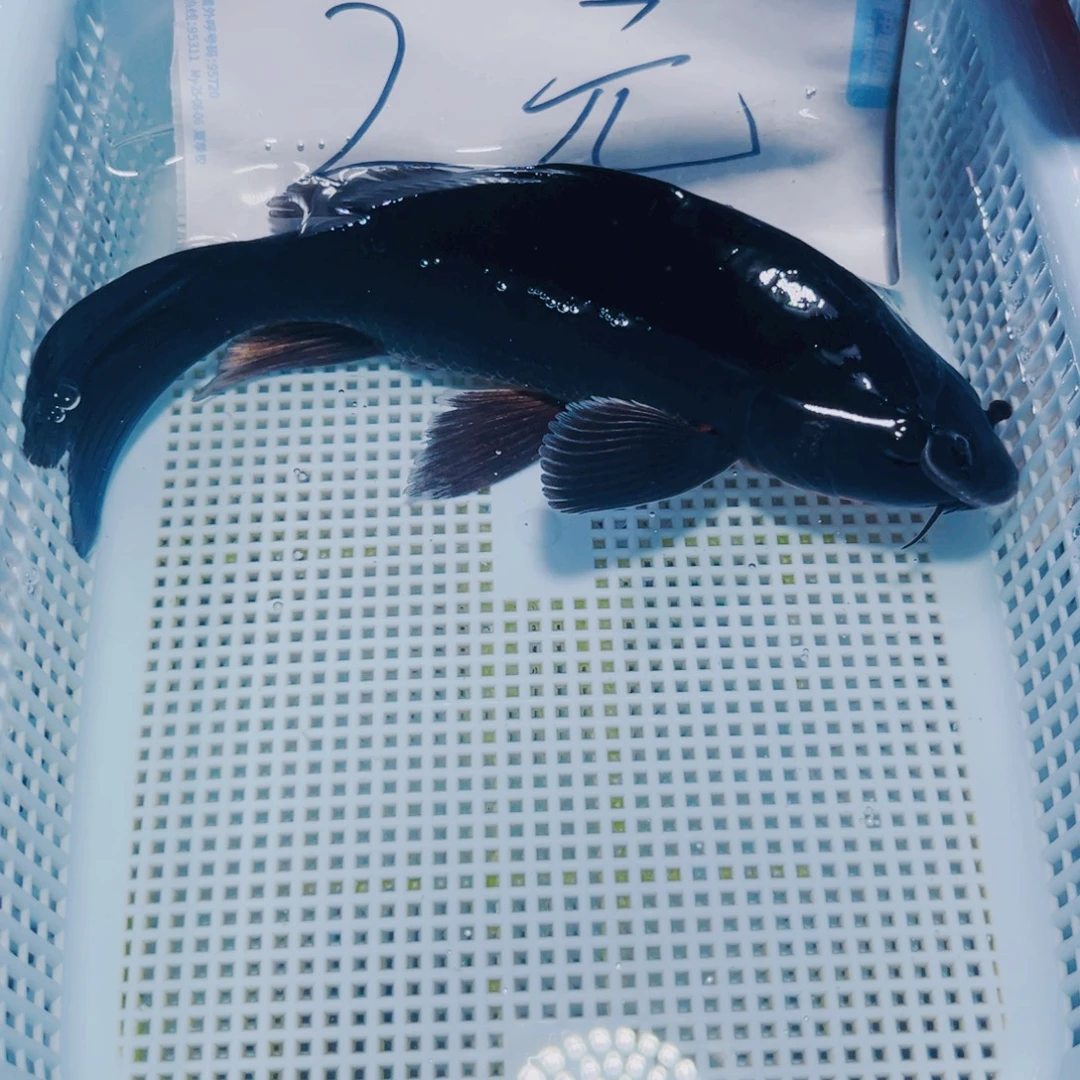 海水鱼锦鲤冷水观赏鱼
