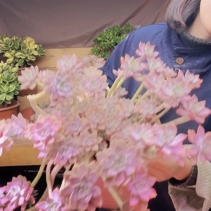 @***凉大啊伦培多肉植物好看