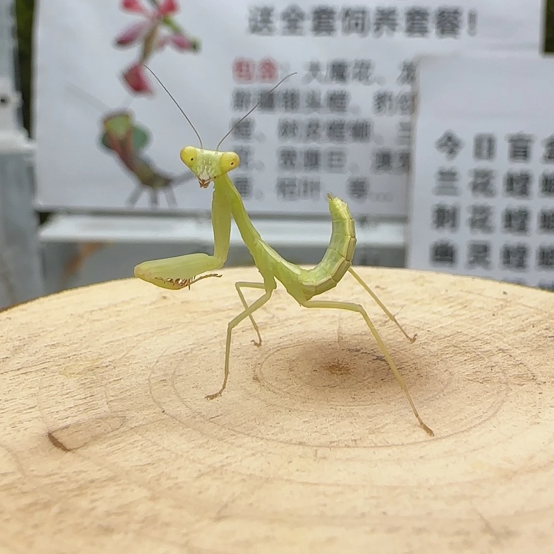 蟋蟀克盾螳螂4龄 单虫