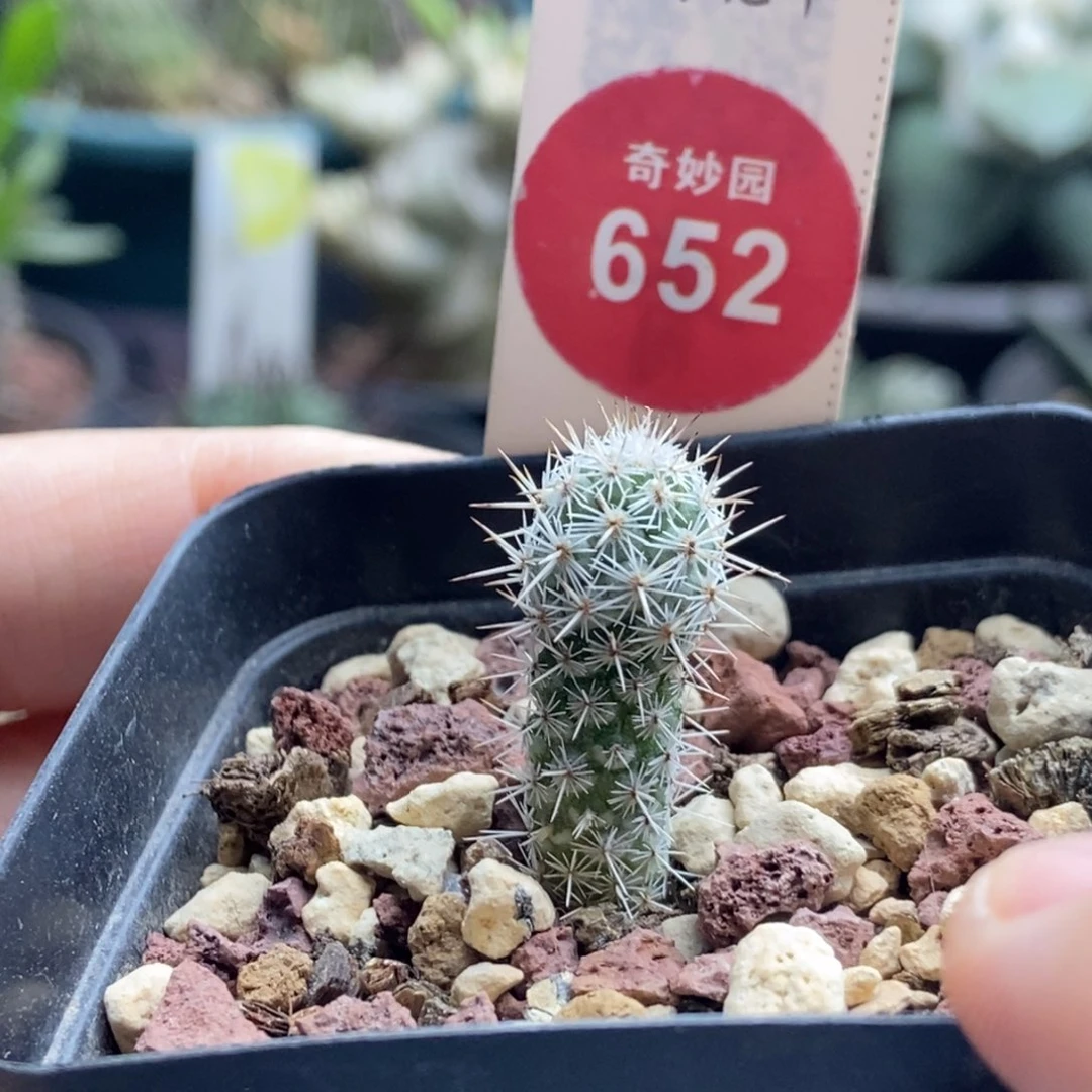 实生马贼1cm6687698