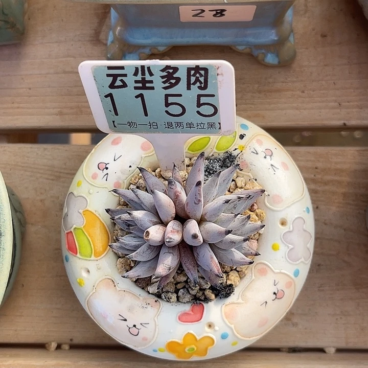 文***哒云尘多肉一物一拍 不含盆 1155,