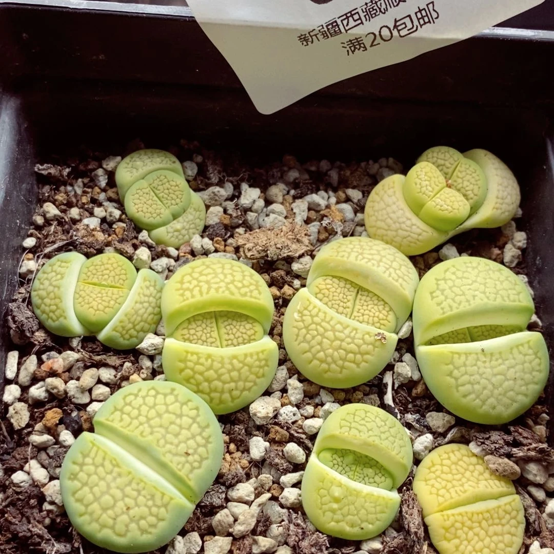 我是一只小小鸟地域鬼的088