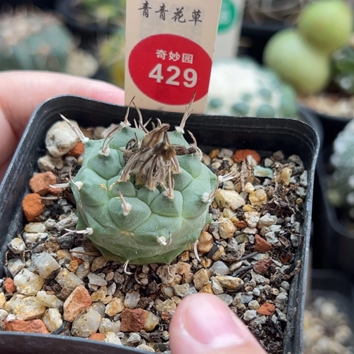 实生优选老娇丽3.1cm