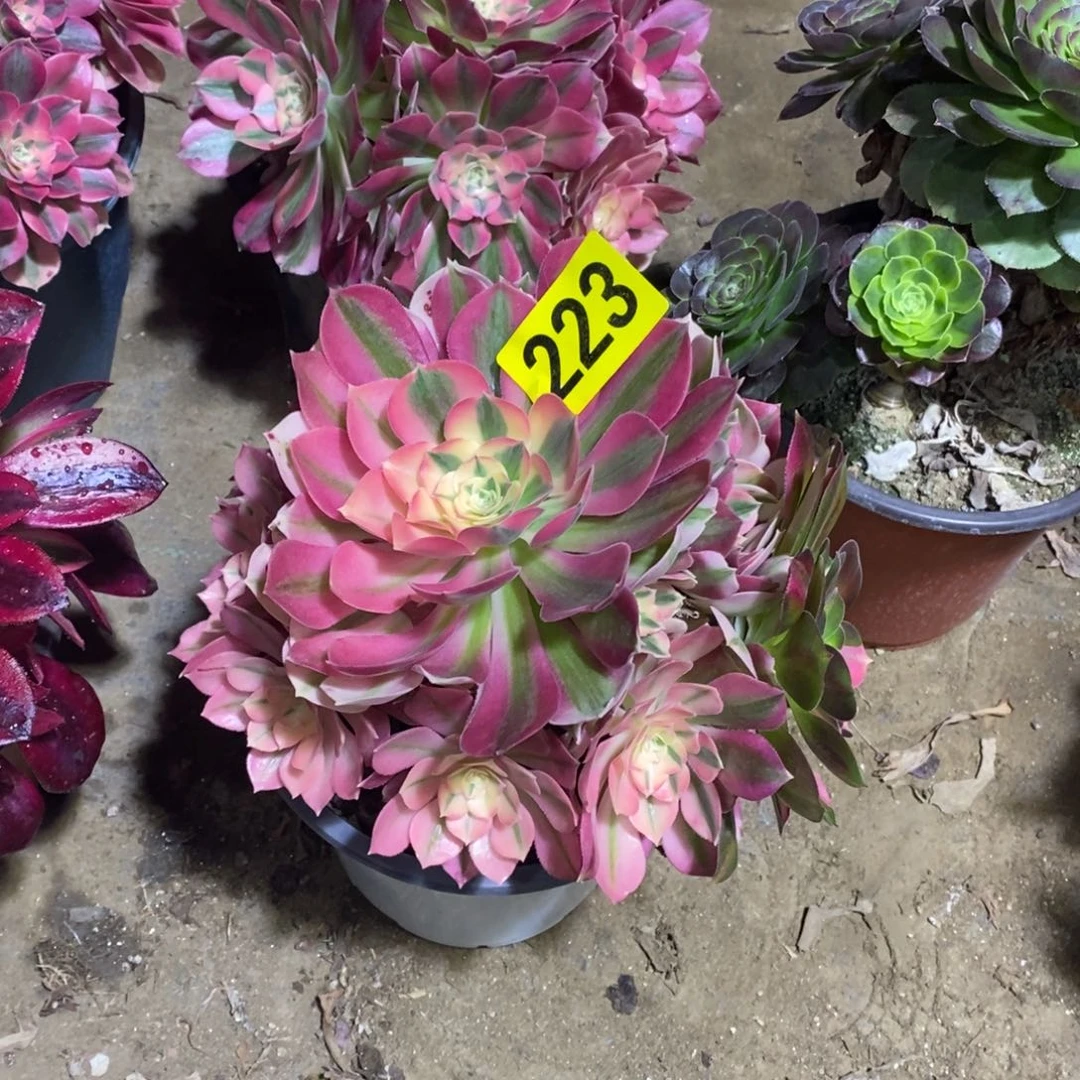 咖****草粉女巫多肉法师变异223