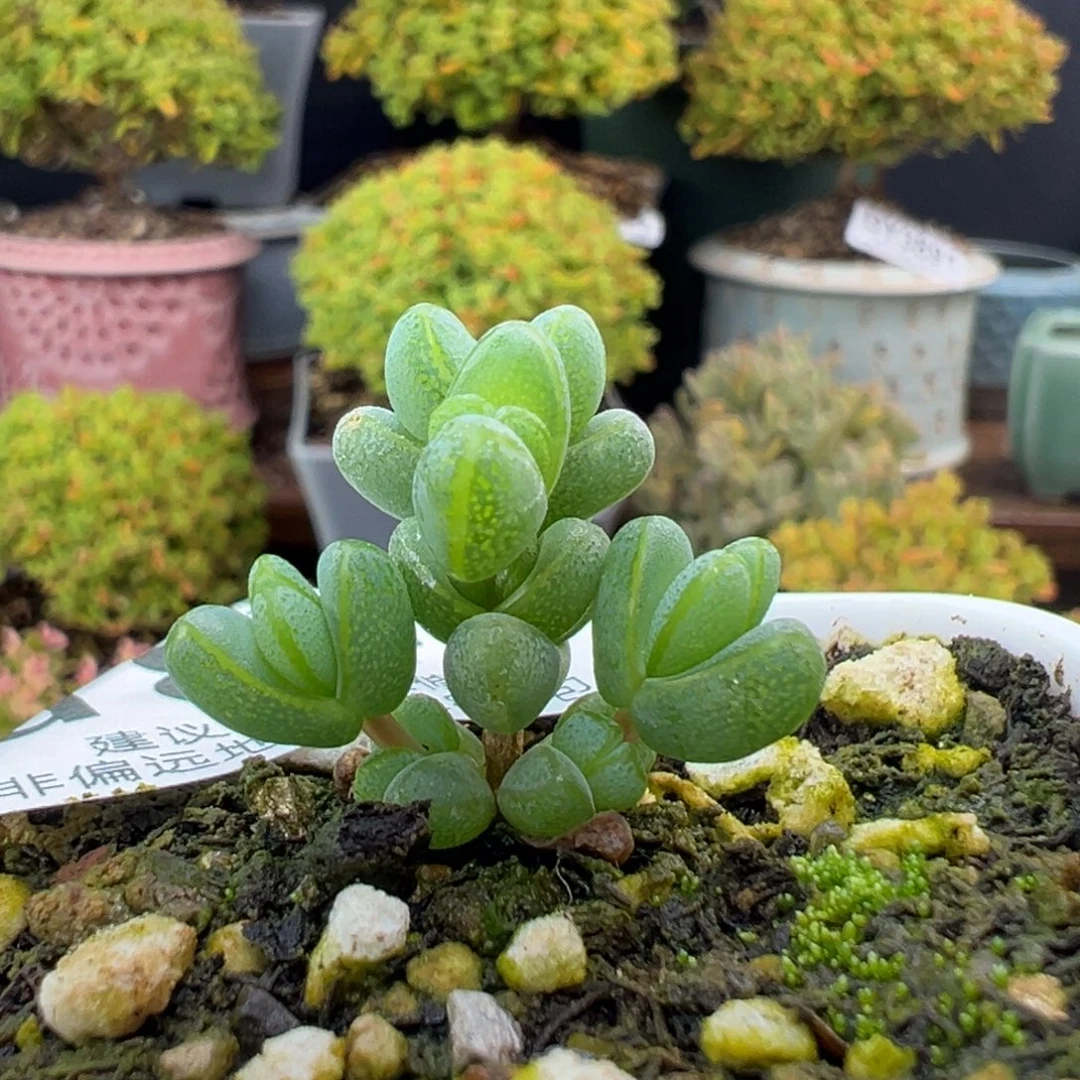 u841小小小元宝冠幅2.5cm