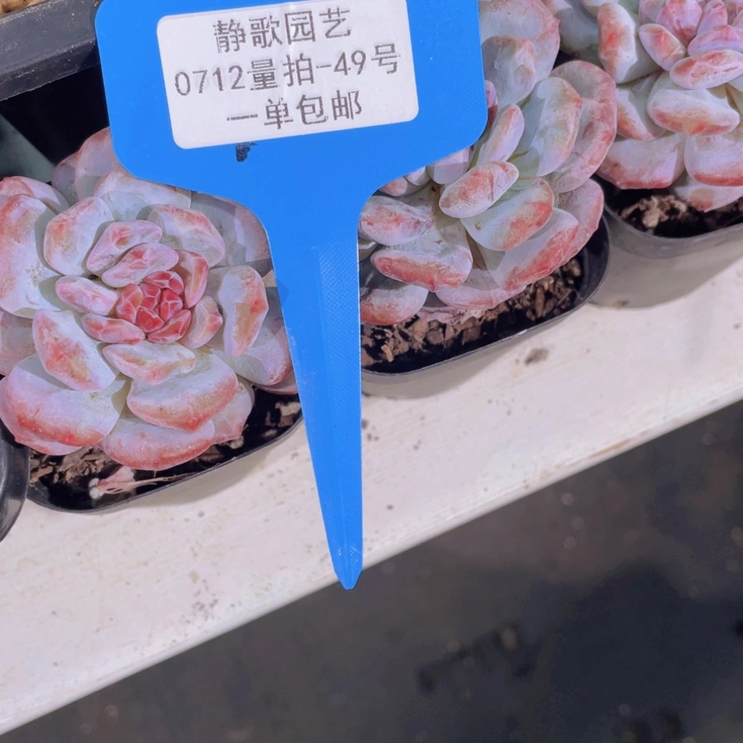 0712-49-糖心星星橙石化拉丝锦单头一颗量拍