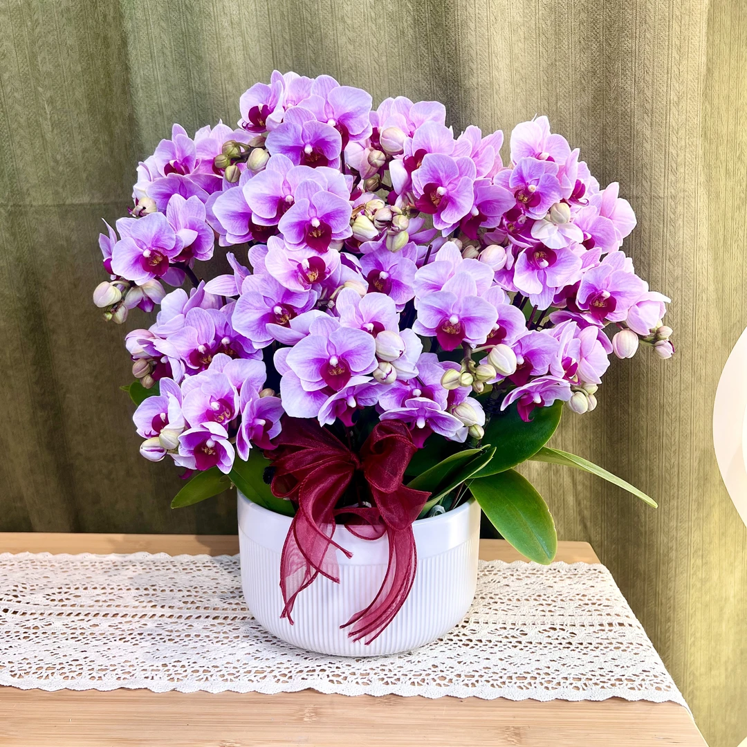 【宝贝】蝴蝶兰 粉色小花 经典品种年宵花 新手好看耐养 桌面花礼品