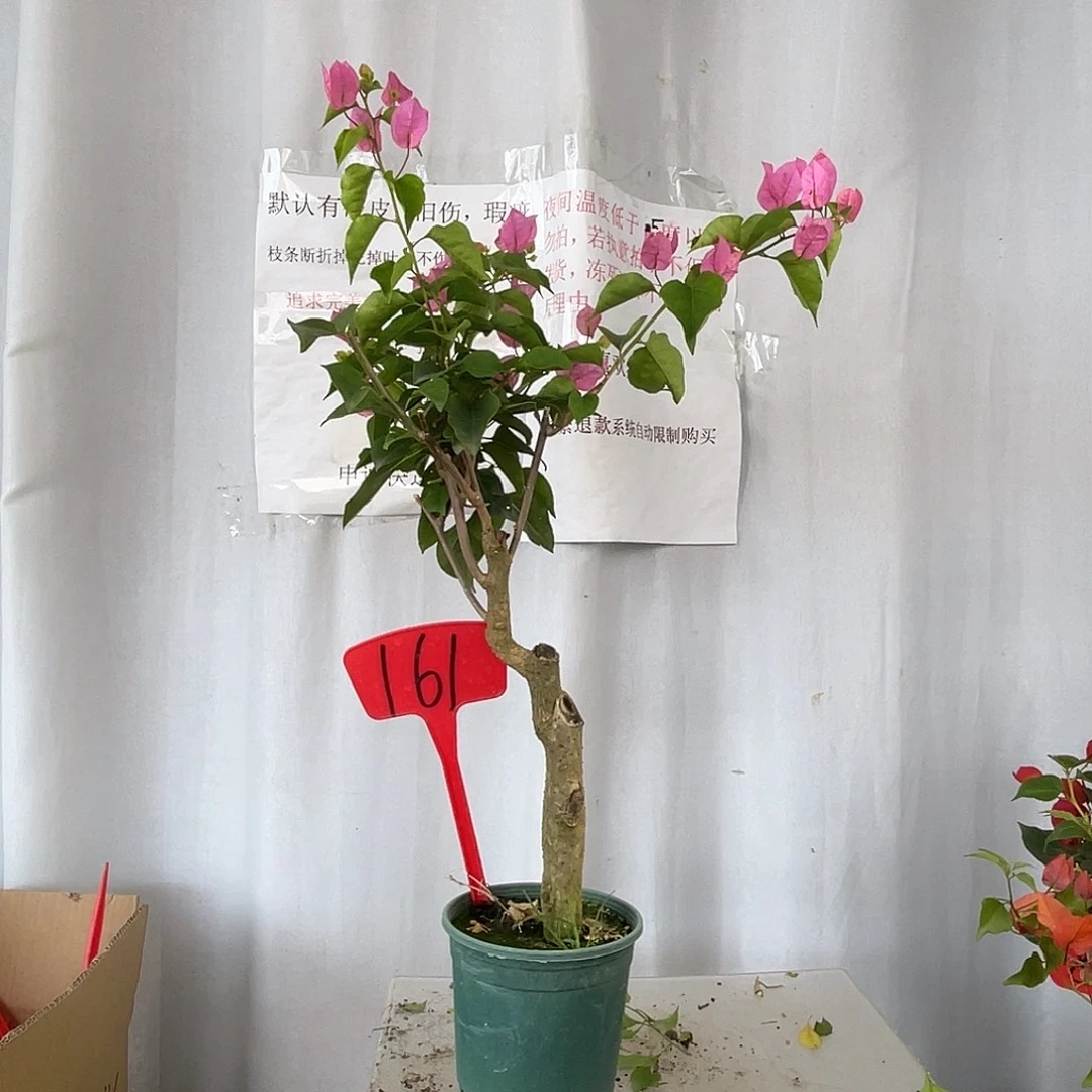 当前无花栽培后可以开花 16号红粉佳人小桩粗2.5公分