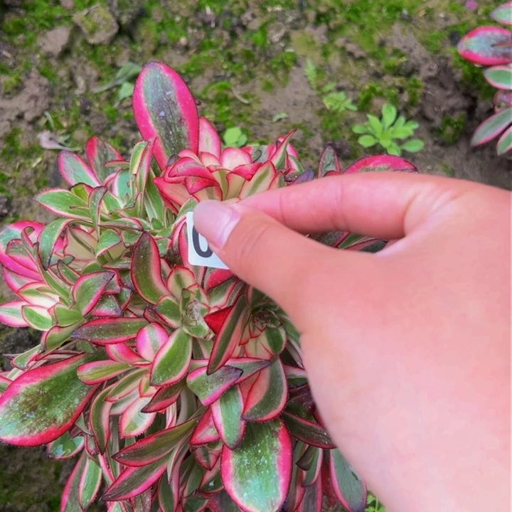 007多肉植物盆栽