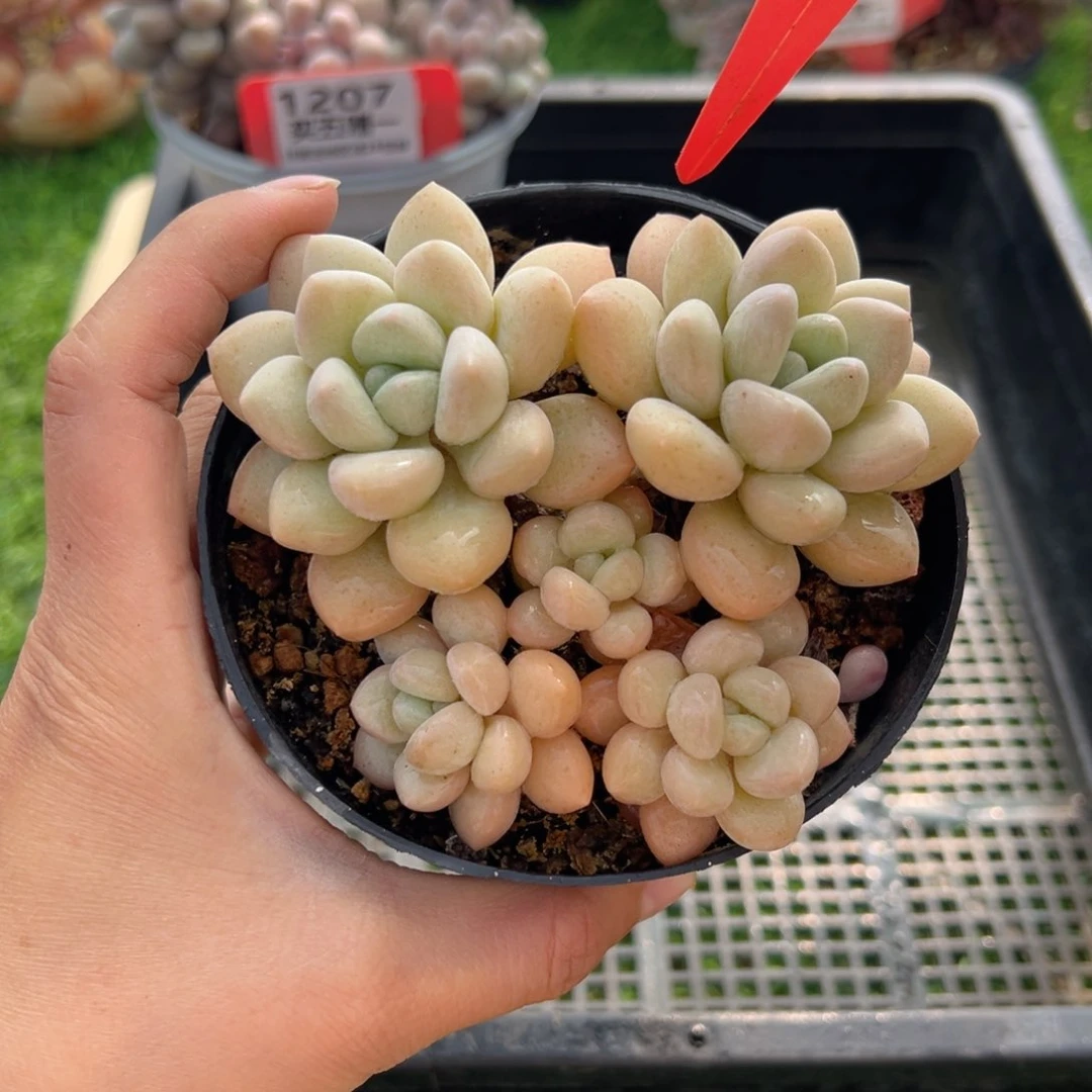 表妹精品多肉1208.