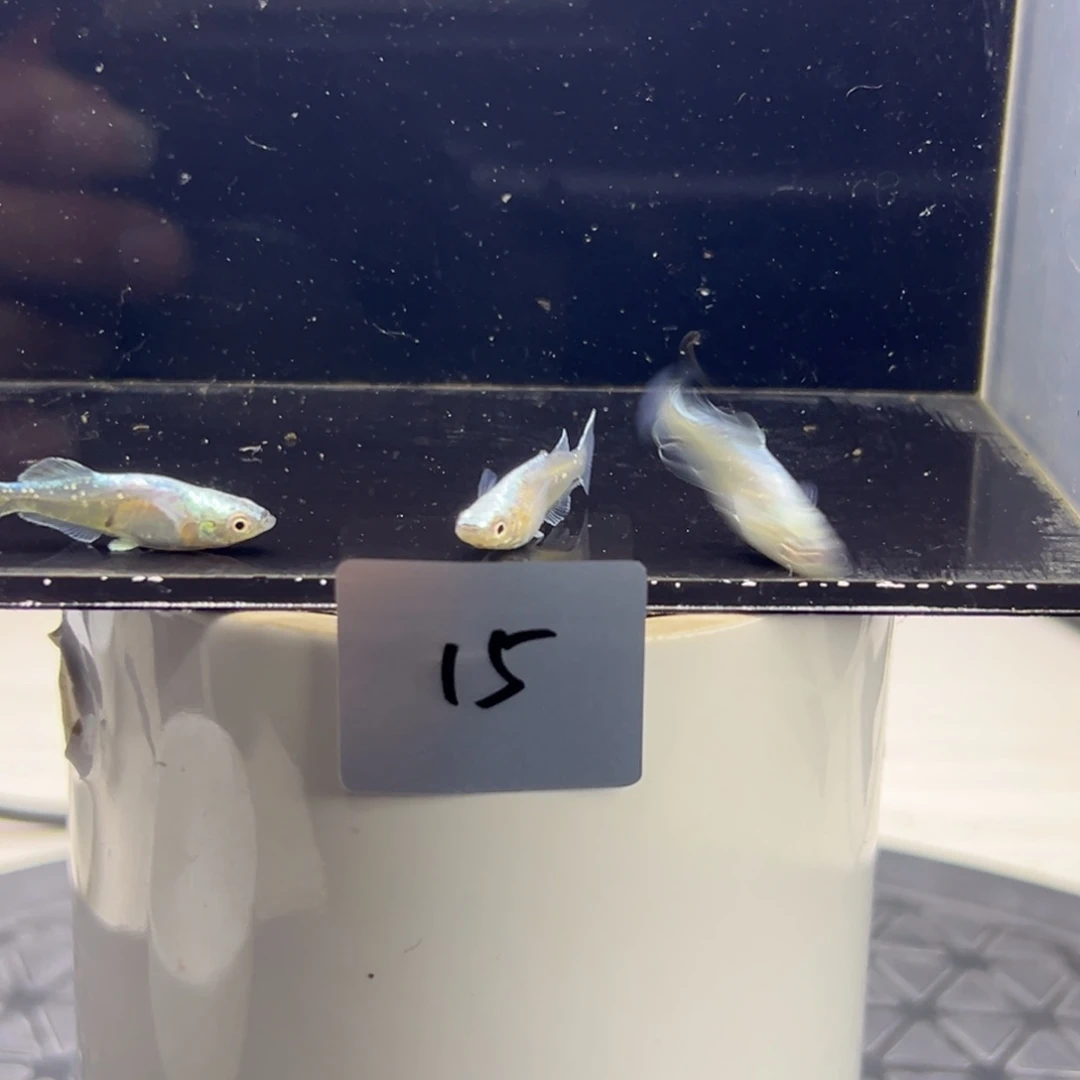 青鳉鱼15。