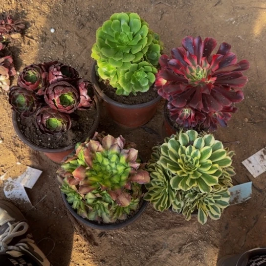 法师5棵芝芝选19.9