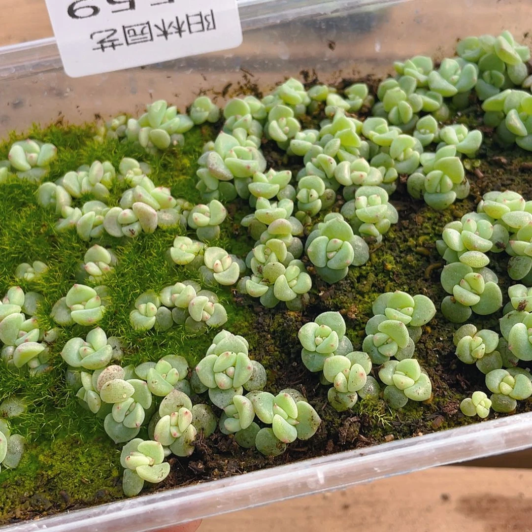 s***n多肉植物多肉植物559