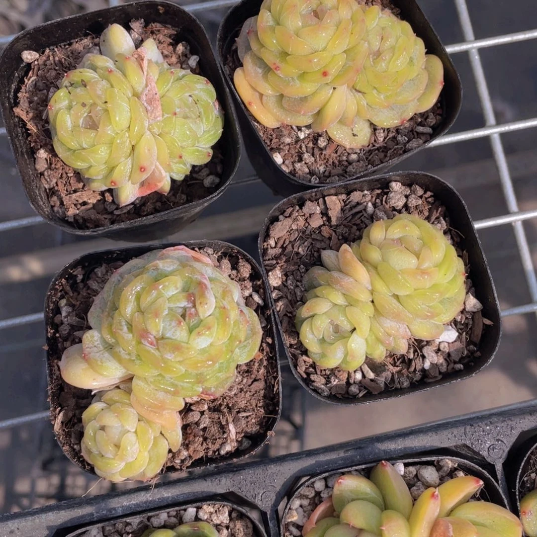 416号白色恋人双头带盆土一个