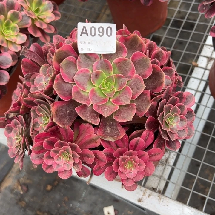 090凤冠20厘米左右