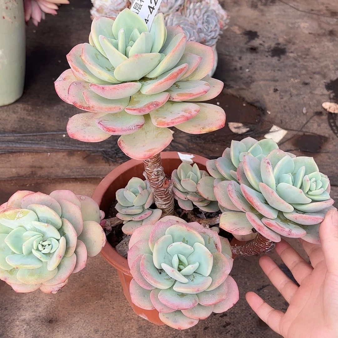 同温层多肉白月光42