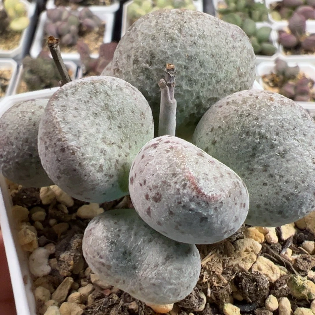 实生新品多头纯木质桩多肉植物水泡