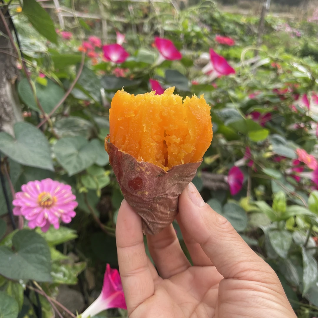 小望海沙地蜜薯软糯超甜糖心流油流蜜