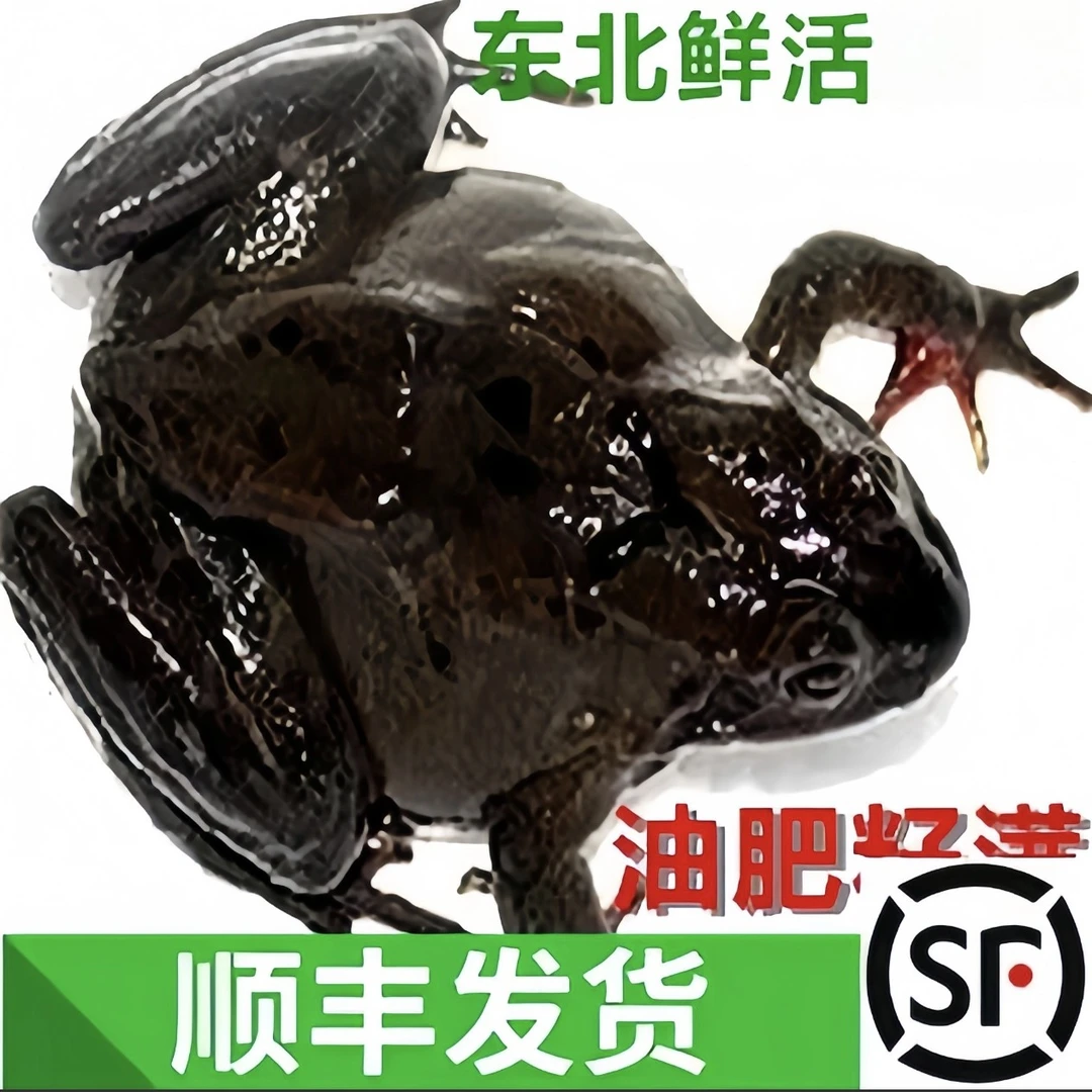 东北小兴安岭林蛙，母豹子，雪蛤，母娃，黄肚白油，东北特产满籽母蛙