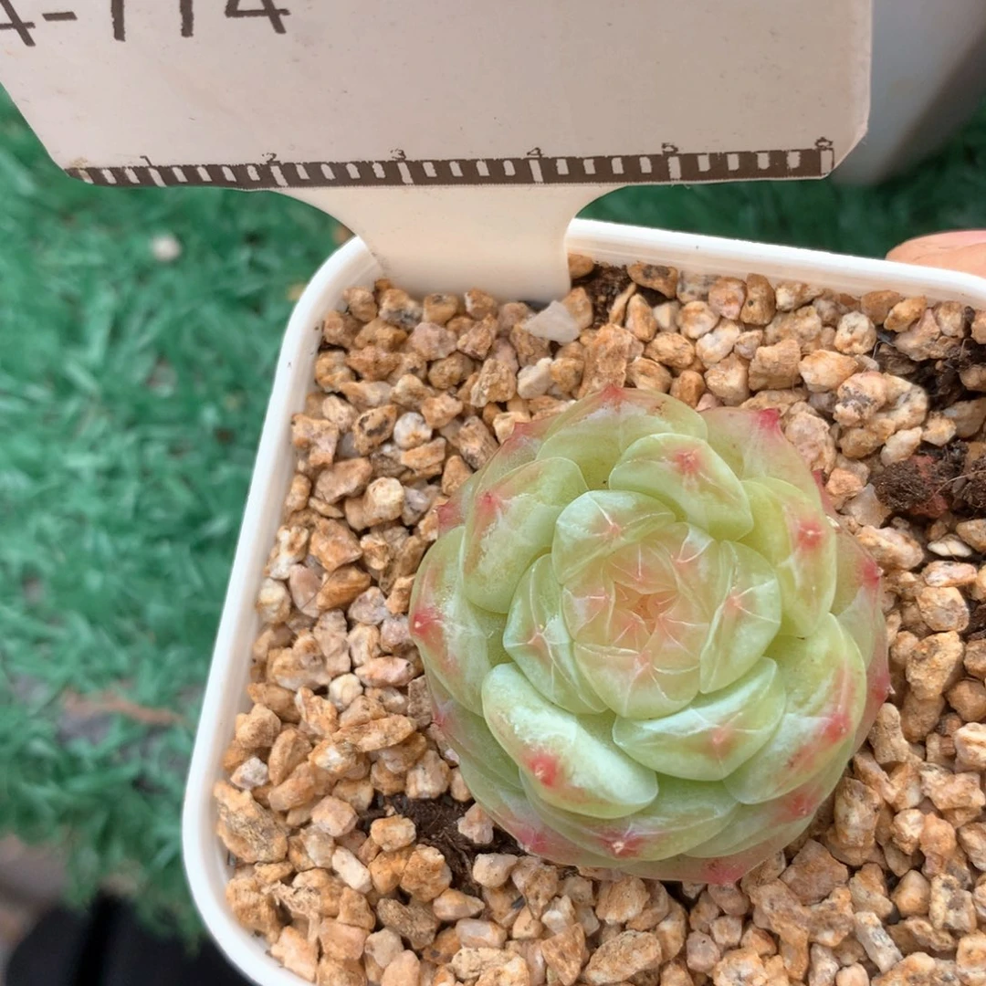 暗纹珍妮包子孤品58包邮