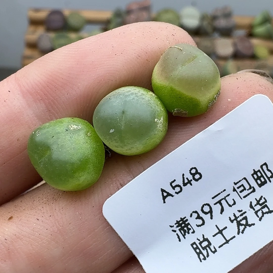 548多肉哈哈哈哈哈哈哈