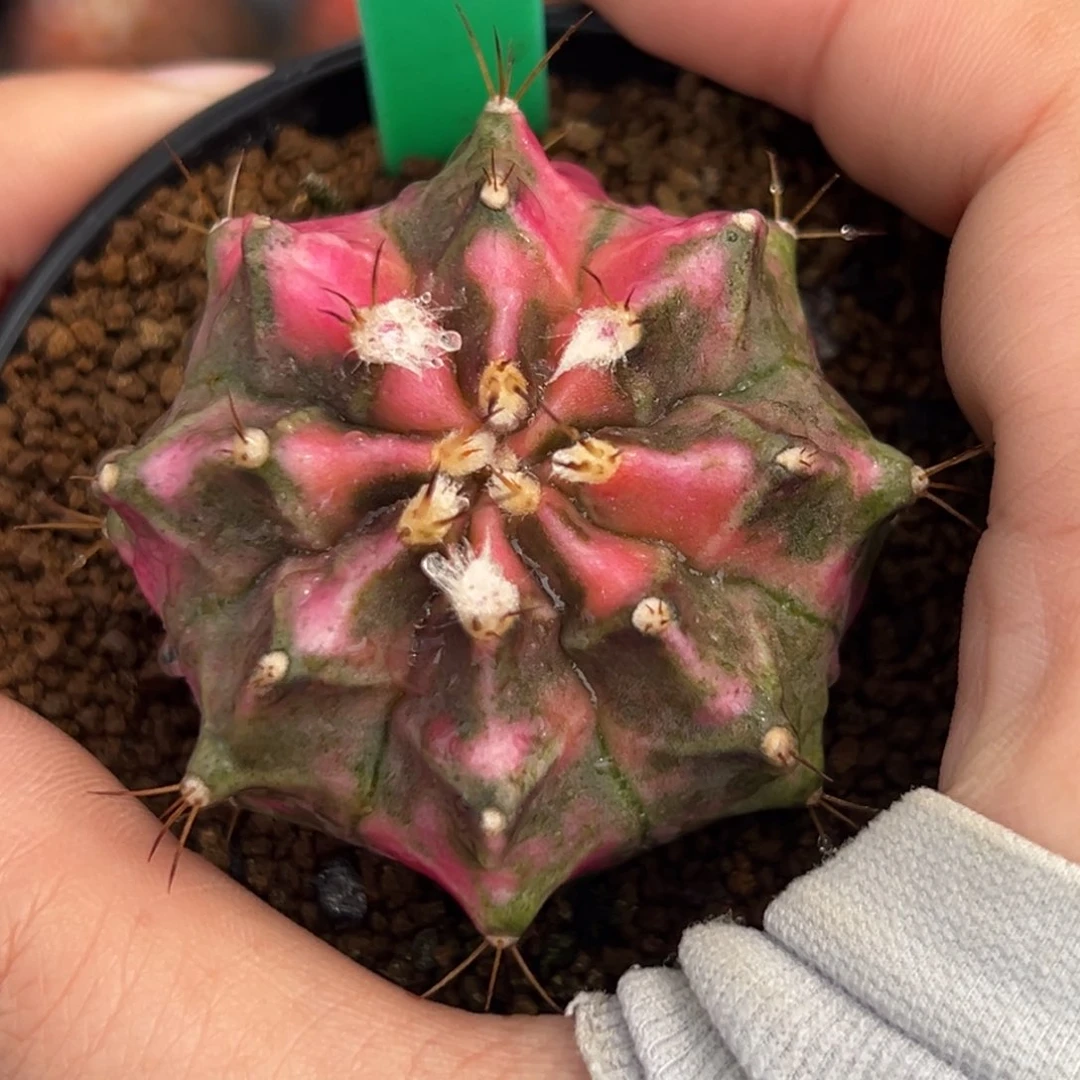 泰系侧芽粉钻A105