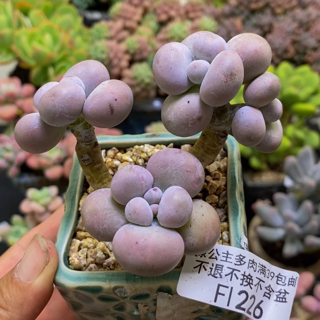 226芭比奶酪8cm多肉
