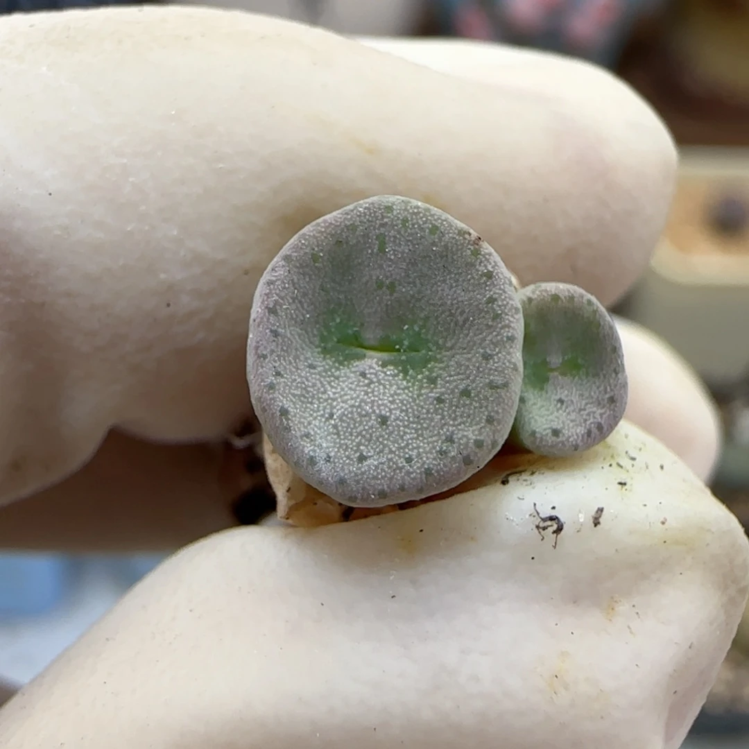 608金币杂交福利