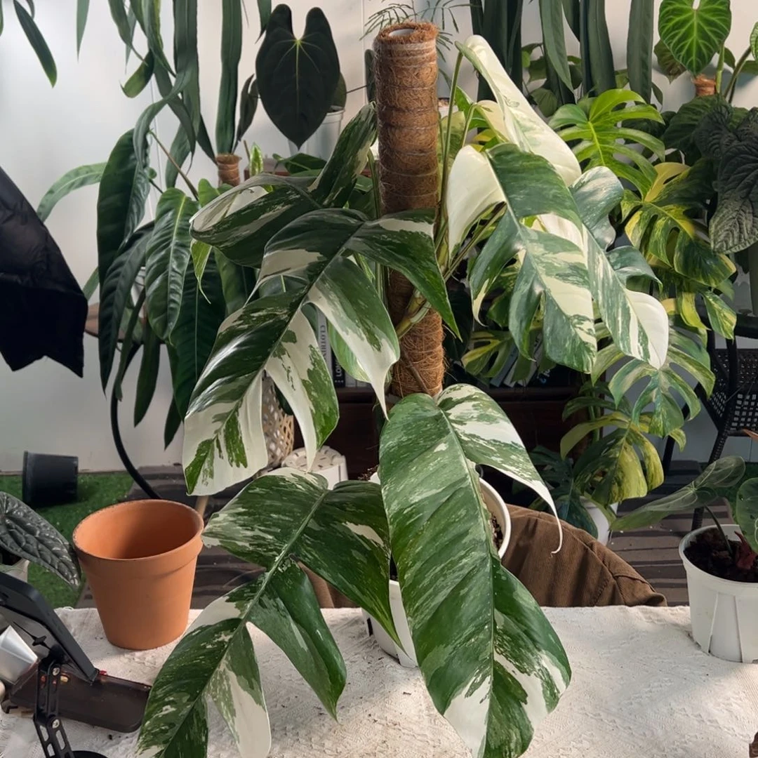 完全开放开背白锦麒麟尾
