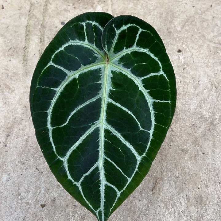 动***痛完全开放一物一拍S17