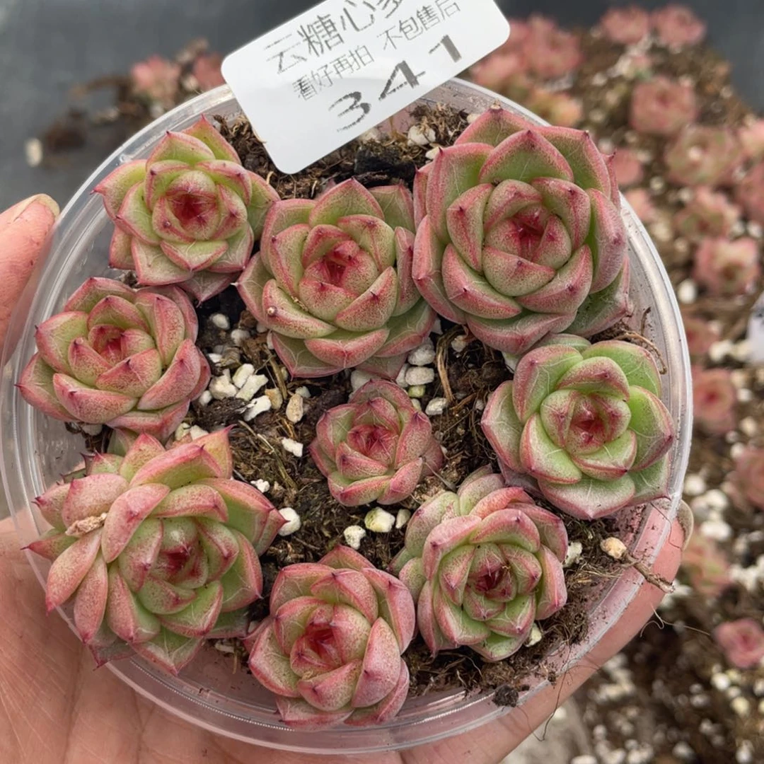 云糖心多肉植物341