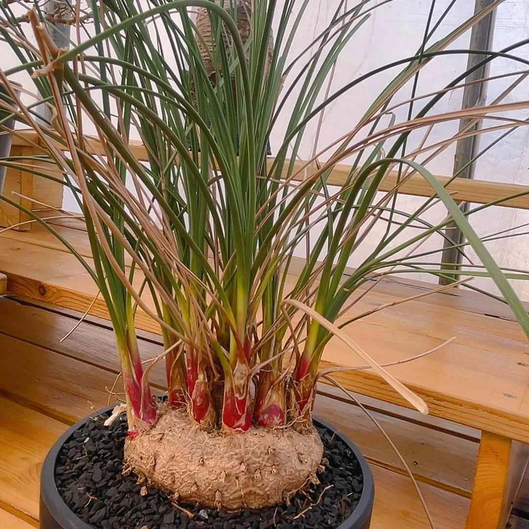 胡克酒瓶兰，11.5公分大