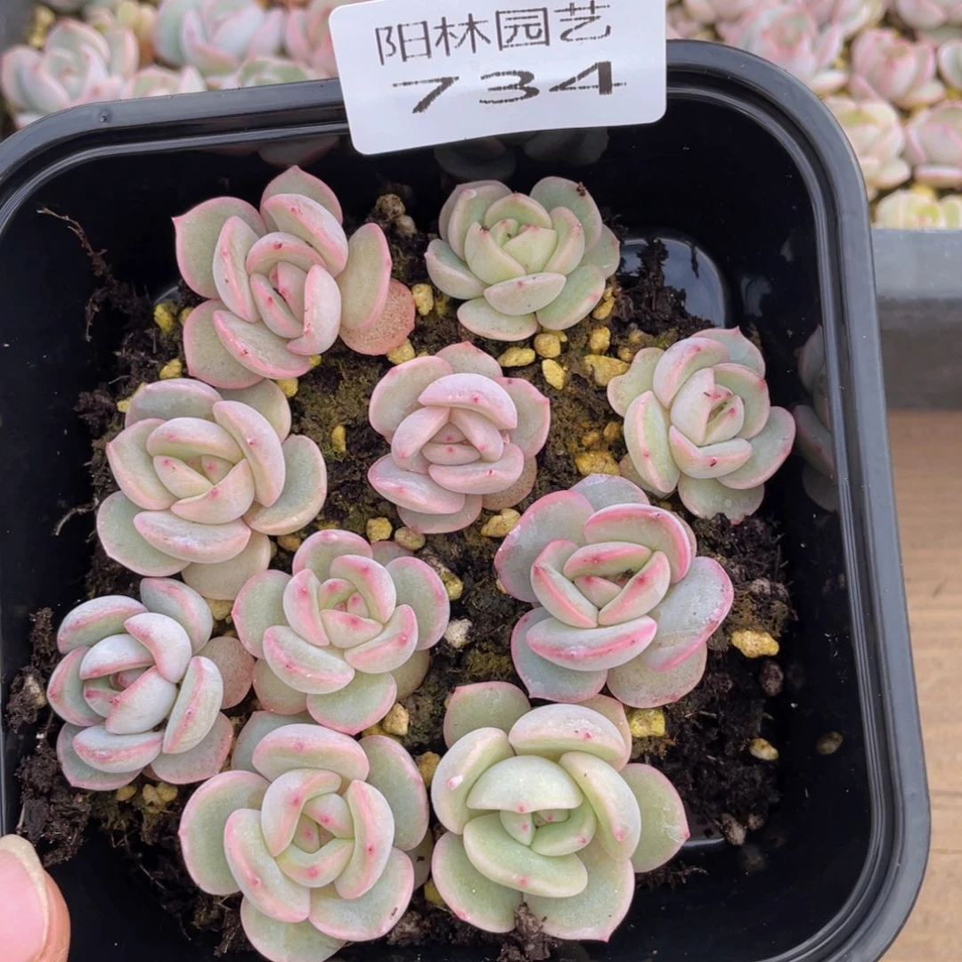 多肉植物多肉植物734