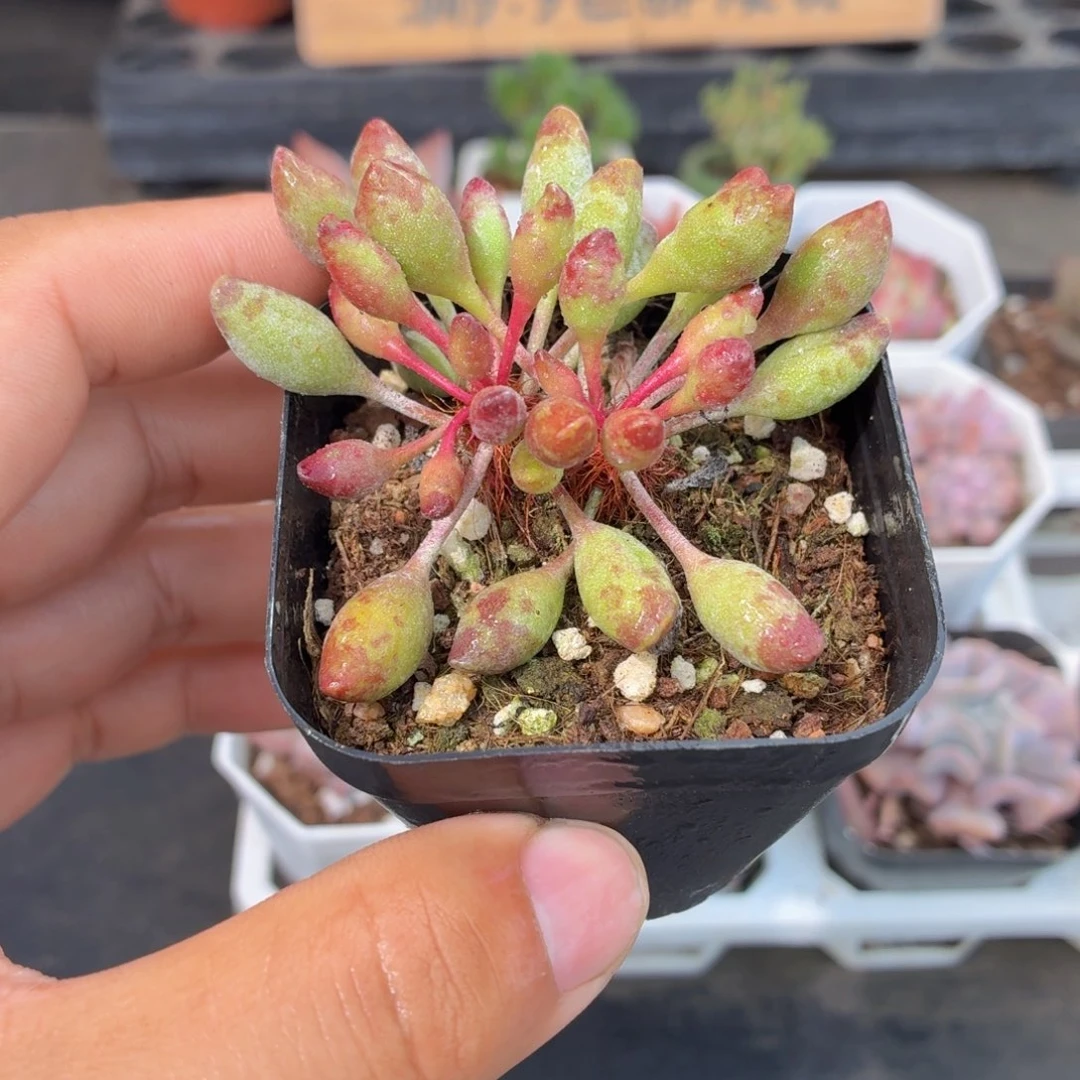 鼓锤水泡多肉9.9包邮发货