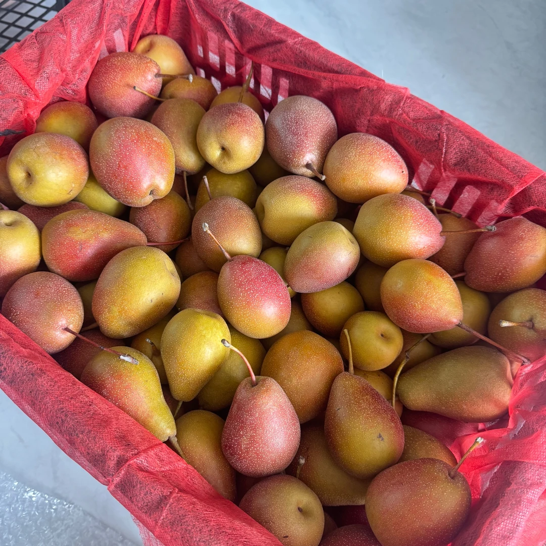 潮汕小蜜梨脆甜爽口无渣多汁老品种皮薄多汁