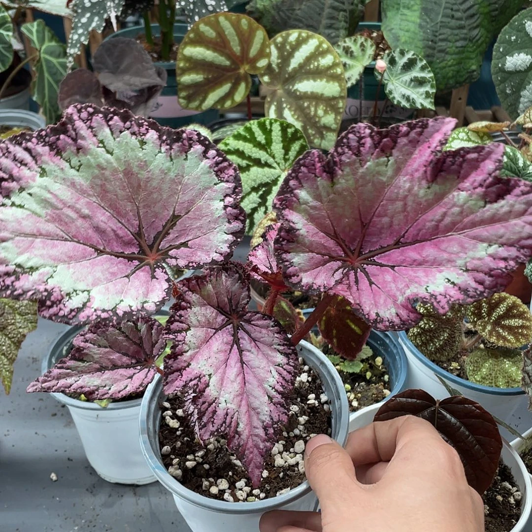 完全开放杂菜粉色