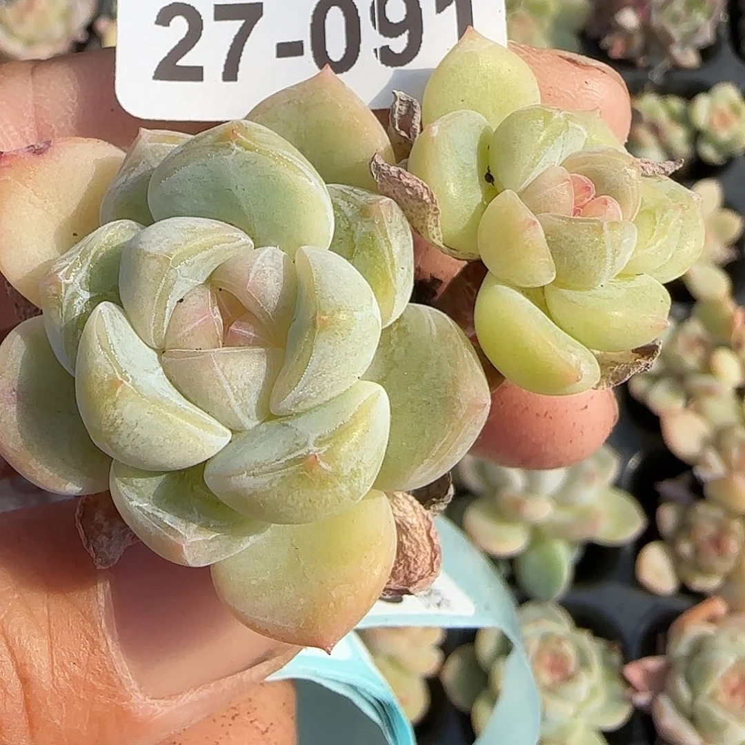 小卡拉米糖心一物一拍27-91
