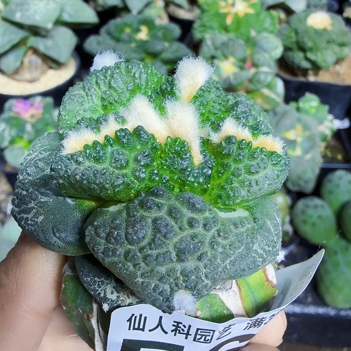 无花朵566大尤厚尤哥斯拉