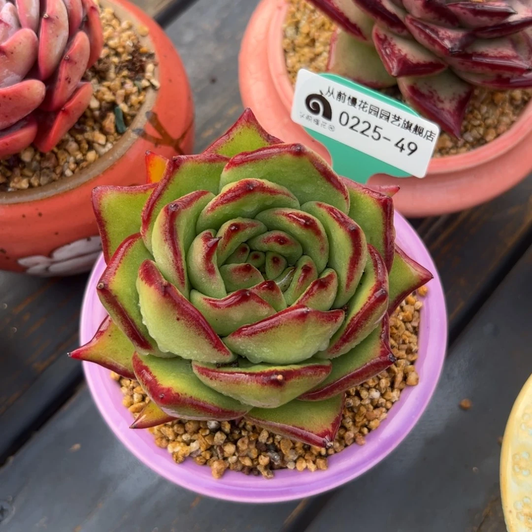 多肉一物一拍0225-49