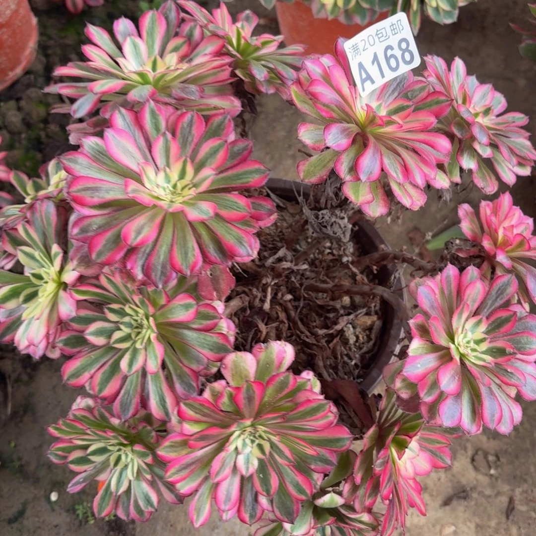 168多肉植物捧花的时候@